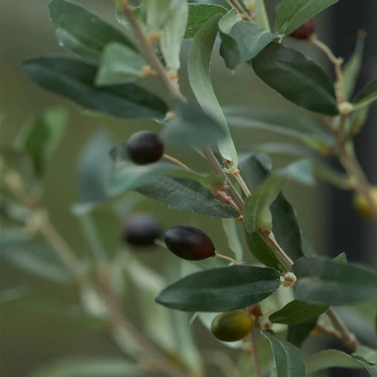 Sztuczne drzewko oliwne - Carina | 65 cm