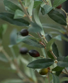 Sztuczne drzewko oliwne - Carina | 65 cm