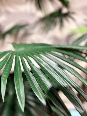 Sztuczna palma Livistona - Flo | 240 cm