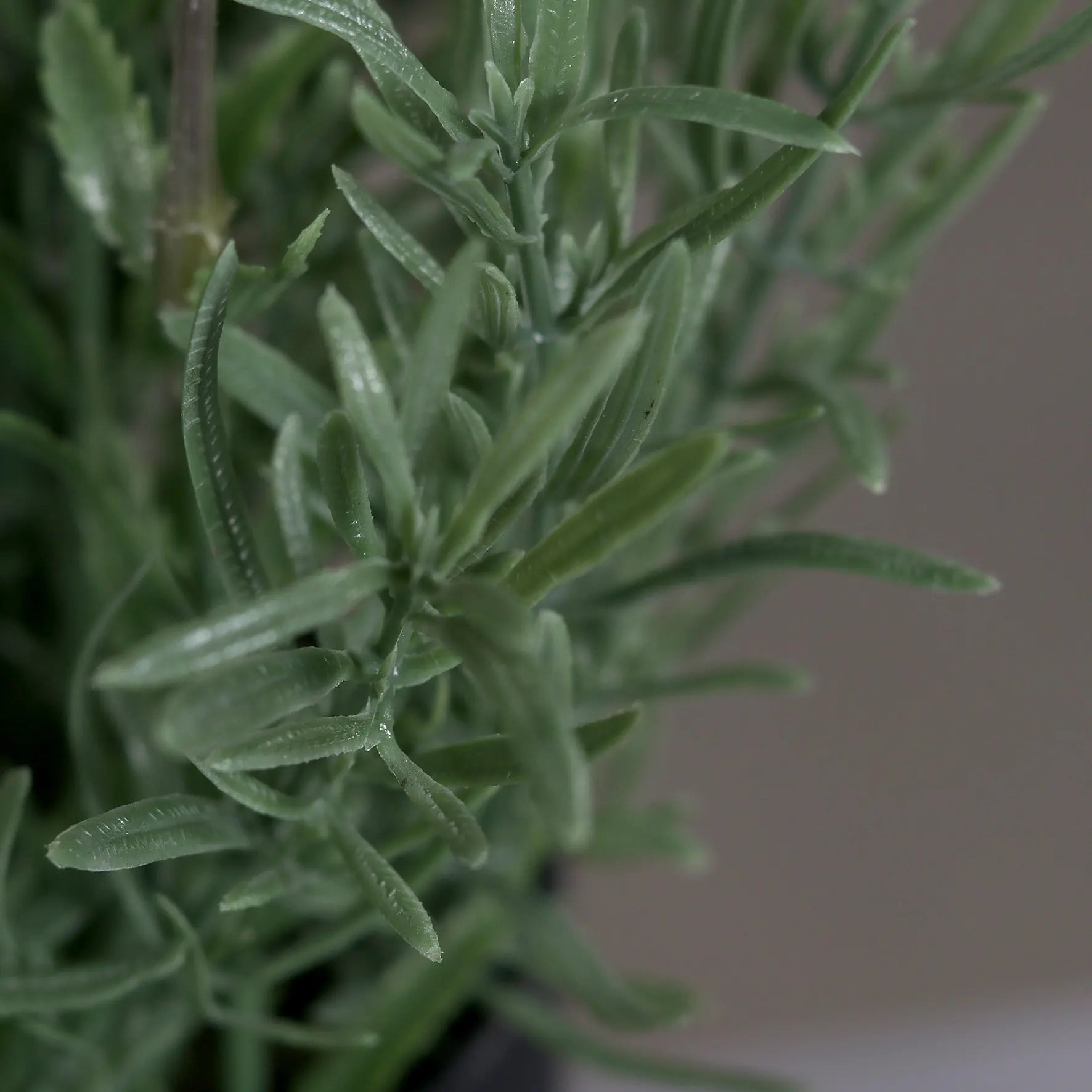 Künstlicher Lavendel - Ibo | 31 cm - Kunstpflanzen von aplanta