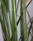 Künstliches Pampasgras - Debbi | 115 cm - Kunstpflanzen von aplanta