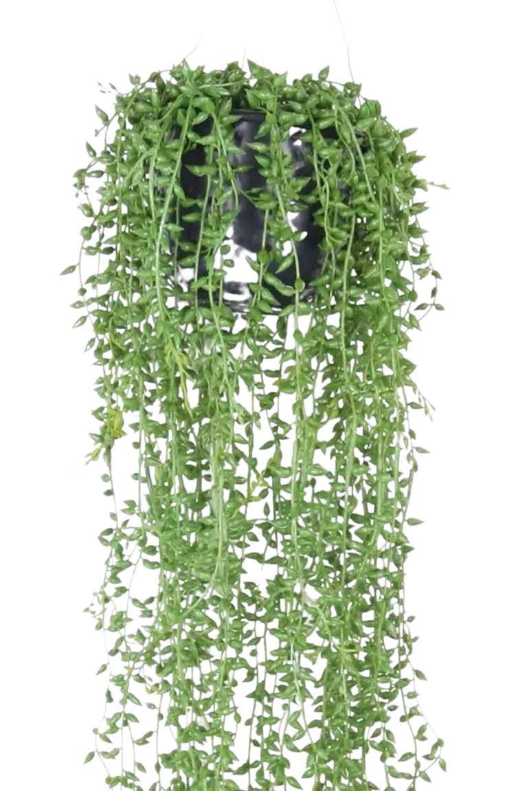 Künstliches Greiskraut - Karina | 12 cm auf transparentem Hintergrund, als Ausschnitt fotografiert, damit die Details der Kunstpflanze bzw. des Kunstbaums noch deutlicher zu erkennen sind.