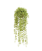 Künstliche Hänge-Efeu - Kathrin auf transparentem Hintergrund mit echt wirkenden Kunstblättern. Diese Kunstpflanze gehört zur Gattung/Familie der 