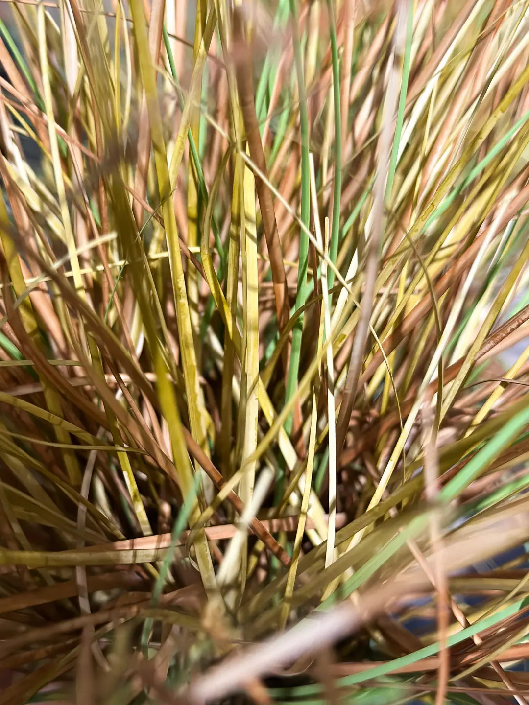Künstliches Gras - Mia | 50 cm | Kunstpflanze von aplanta