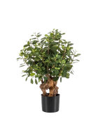 Künstlicher Ficus Panda Baum - Arne auf transparentem Hintergrund mit echt wirkenden Kunstblättern in natürlicher Anordnung. Künstlicher Ficus Panda Baum - Arne hat die Farbe Natur und ist 70 cm hoch. | aplanta Kunstpflanzen
