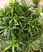 Künstlicher Podocarpus - Phil | 90 cm | Kunstpflanze von aplanta