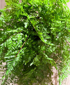 Künstlicher Hänge-Farn - Jolie | 35 cm | Kunstpflanze von aplanta