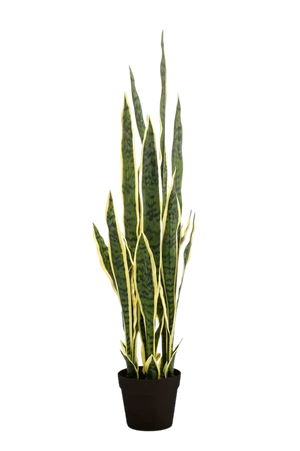 Künstlicher Bogenhanf - Jana auf transparentem Hintergrund mit echt wirkenden Kunstblättern. Diese Kunstpflanze gehört zur Gattung/Familie der "Sansevierias" bzw. "Kunst-Sansevierias".