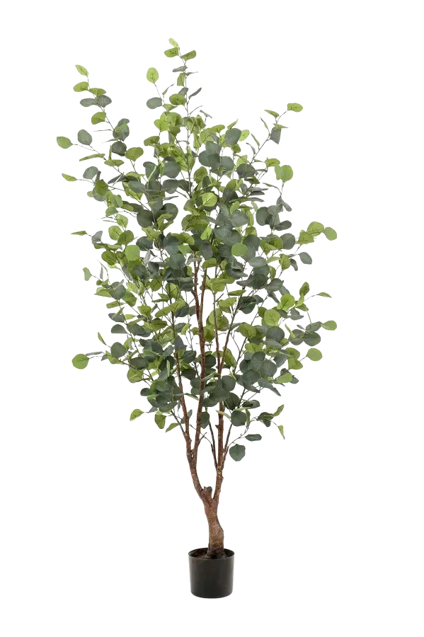 Hochwertiger Eukalyptus künstlich auf transparentem Hintergrund mit echt wirkenden Kunstblättern in natürlicher Anordnung. Künstlicher Eucalyptus Baum - Christopher hat die Farbe Natur und ist 140 cm hoch. | aplanta Kunstpflanzen