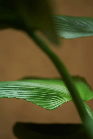 Sztuczna palma promienista - Naomi | 130 cm