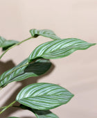 Künstlicher Kolbenfaden - Jakob | 45 cm | Kunstpflanze von aplanta