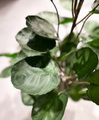 Künstliche Fiederaralie - Milan | 105 cm | Kunstpflanze von aplanta