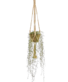 Hochwertige künstliche Hängepflanze auf transparentem Hintergrund mit echt wirkenden Kunstblättern in natürlicher Anordnung. Künstliche Tillandsie - Harry hat die Farbe Natur und ist 95 cm hoch. | aplanta Kunstpflanzen