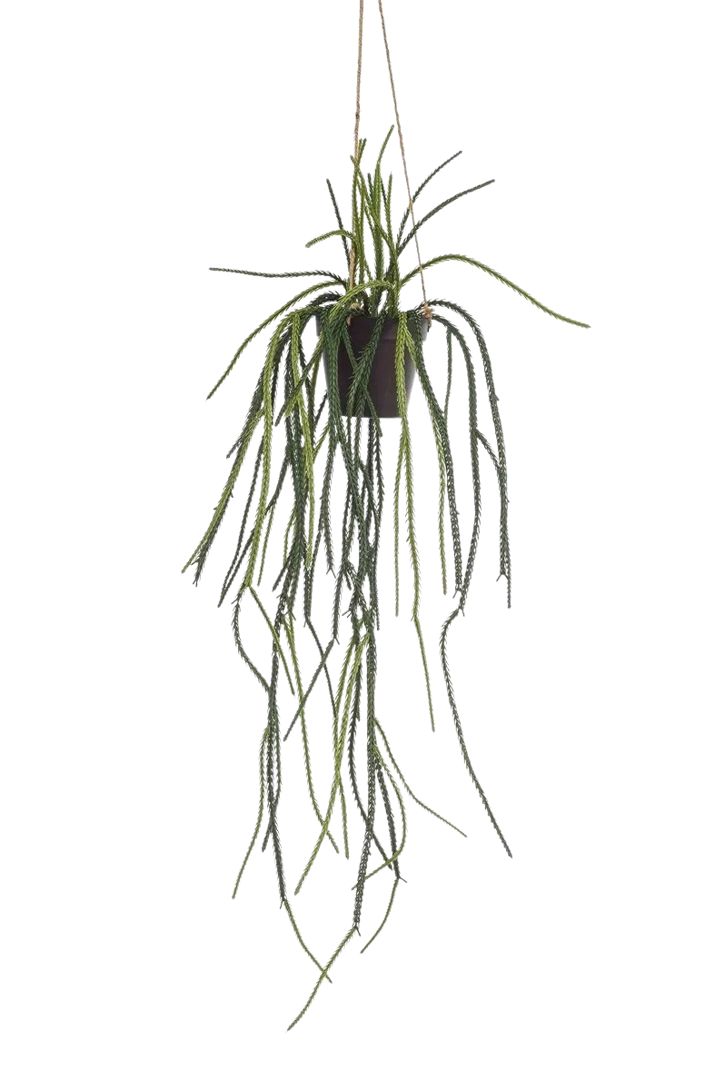 Hochwertige Kunstpflanze | Künstliche Rhipsalis - Penni | 85 cm von 🌱aplanta
