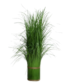 Hochwertiges Kunstgras auf transparentem Hintergrund mit echt wirkenden Kunstblättern in natürlicher Anordnung. Künstliches Grasarrangement - Magnus hat die Farbe Natur und ist 115 cm hoch. | aplanta Kunstpflanzen