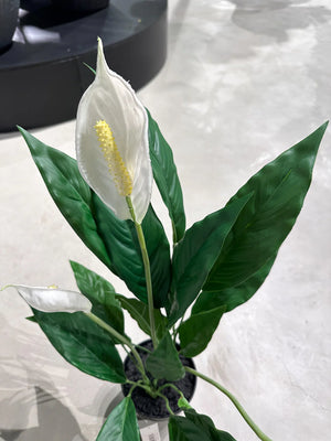 Sztuczne Spathiphyllum - Odysseus | 60 cm