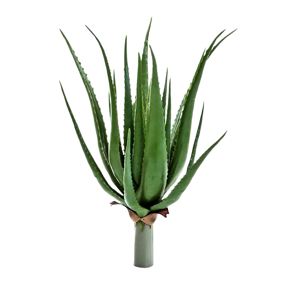 Künstliche Aloe - Anna auf transparentem Hintergrund mit echt wirkenden Kunstblättern in natürlicher Anordnung. Künstliche Aloe - Anna hat die Farbe Natur und ist 65 cm hoch. | aplanta Kunstpflanzen