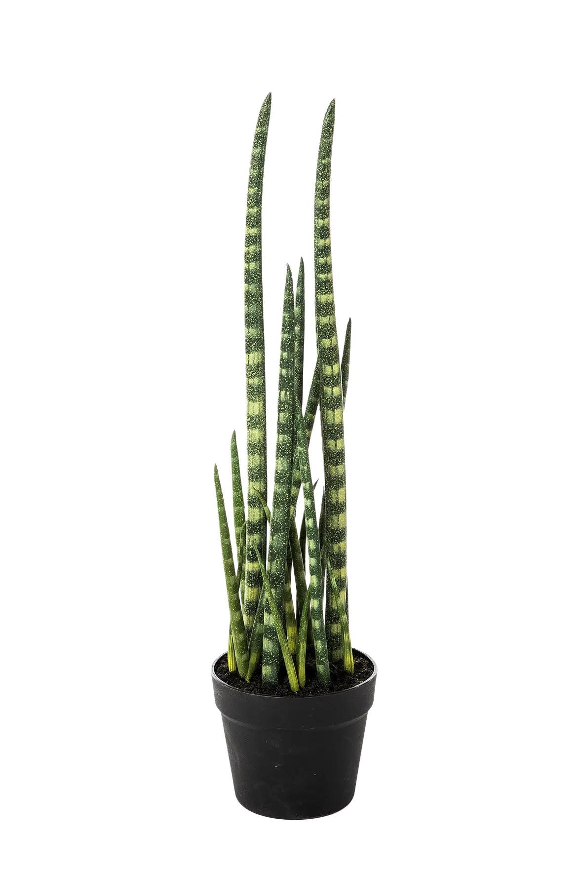 Künstliche Sansevieria - Dundee auf transparentem Hintergrund mit echt wirkenden Kunstblättern in natürlicher Anordnung. Künstliche Sansevieria - Dundee hat die Farbe Natur und ist 67 cm hoch. | aplanta Kunstpflanzen