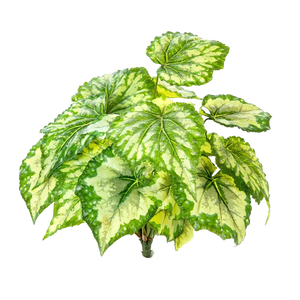 Künstliche Begonie - Berta auf transparentem Hintergrund mit echt wirkenden Kunstblättern in natürlicher Anordnung. Künstliche Begonie - Berta hat die Farbe Natur und ist 34 cm hoch. | aplanta Kunstpflanzen