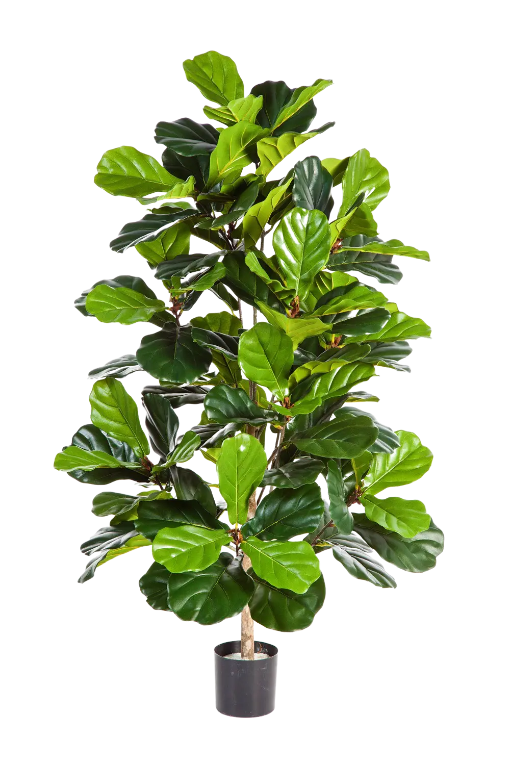 Künstlicher Ficus Lyrata - Lina auf transparentem Hintergrund mit echt wirkenden Kunstblättern. Diese Kunstpflanze gehört zur Gattung/Familie der "Geigenfeigen" bzw. "Kunst-Geigenfeigen".