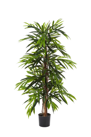 Sztuczna Longifolia - Maurice | 180 cm