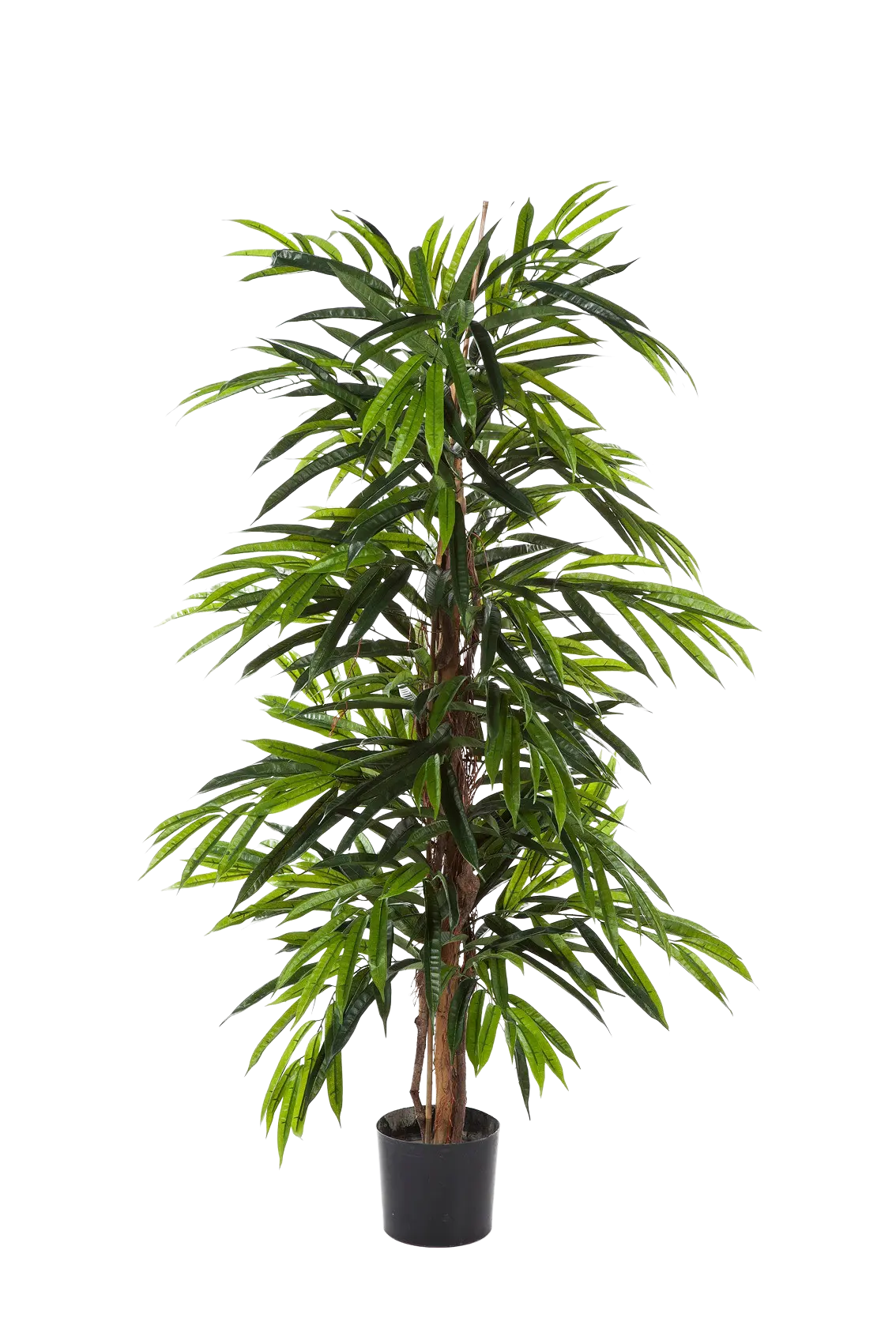 Sztuczna Longifolia - Maurice | 210 cm