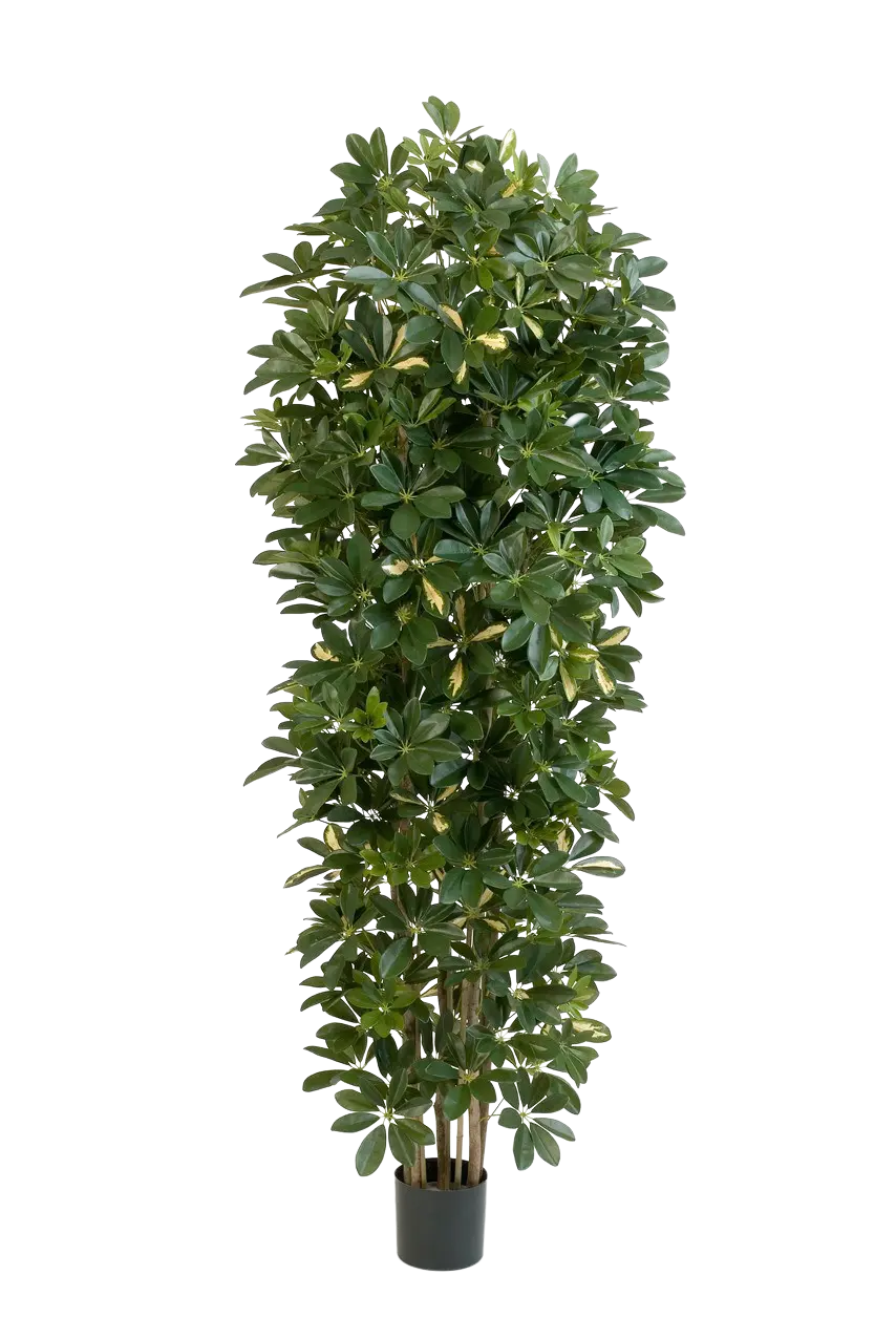 Künstlicher Schefflera Baum - Oke | 195 cm auf transparentem Hintergrund mit echt wirkenden Kunstblättern in natürlicher Anordnung. | aplanta Kunstpflanzen
