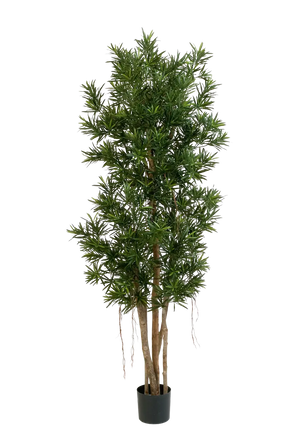 Sztuczny podocarpus Reflexa- Paul | 210 cm