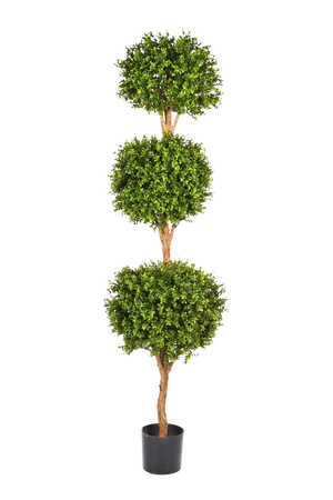 Hochwertiger Buchsbaum künstlich auf transparentem Hintergrund mit echt wirkenden Kunstblättern in natürlicher Anordnung. Künstlicher Buchsbaum - Ruben hat die Farbe Natur und ist 190 cm hoch. | aplanta Kunstpflanzen