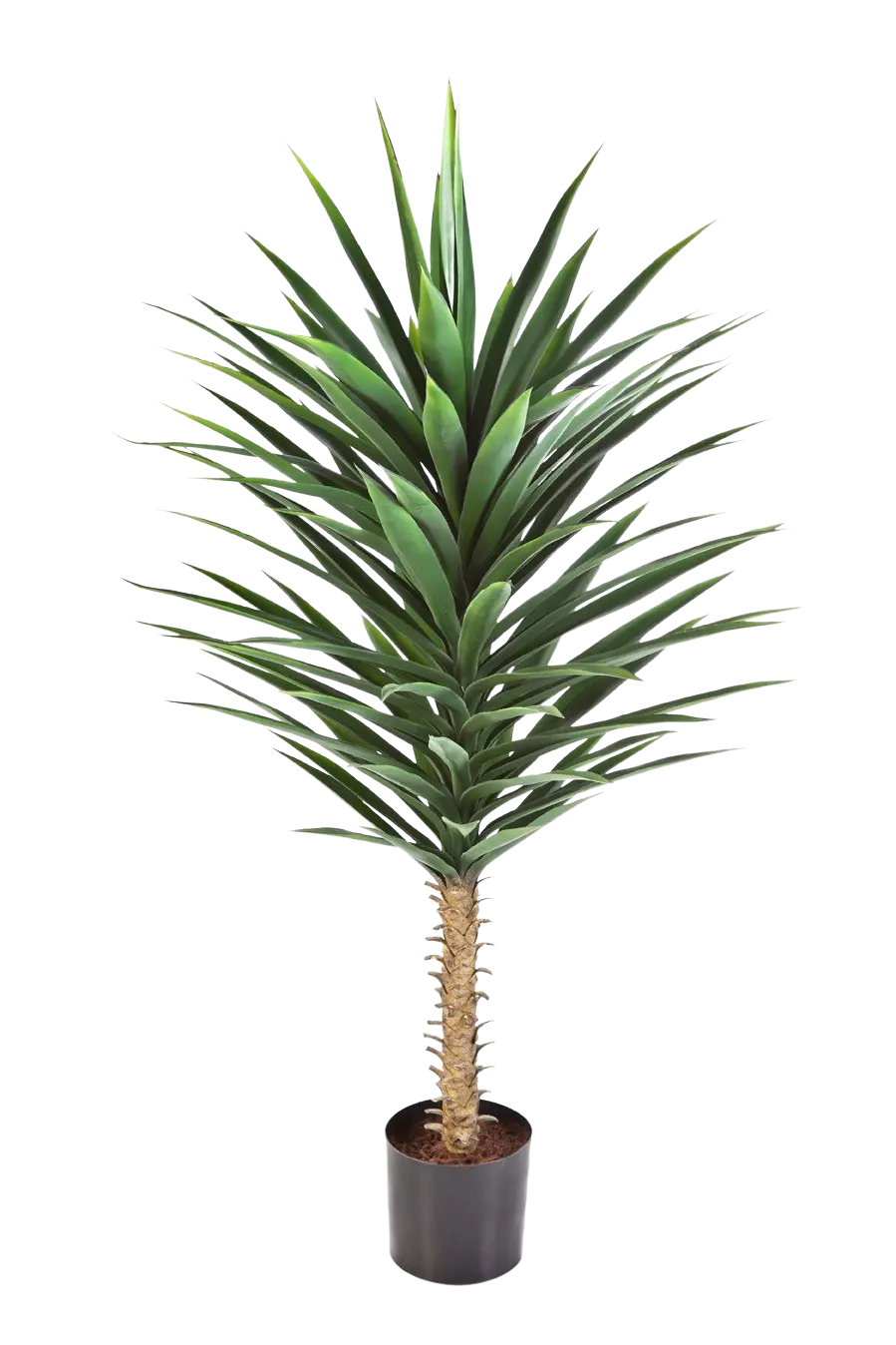 Hochwertige Kunstpalme auf transparentem Hintergrund mit echt wirkenden Kunstblättern in natürlicher Anordnung. Künstliche Yucca Palme - Sami hat die Farbe Natur und ist 130 cm hoch. | aplanta Kunstpflanzen
