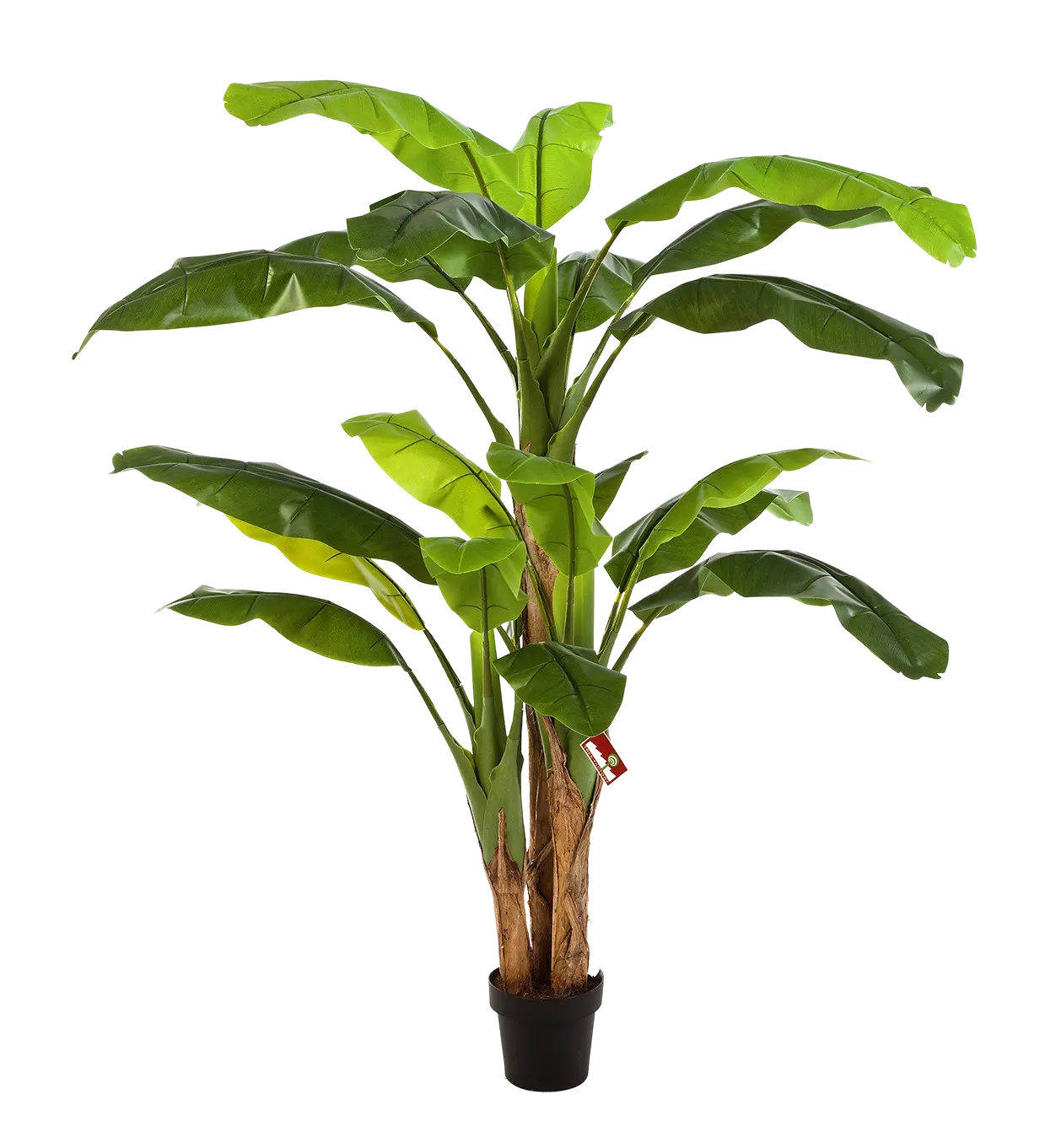 Künstlicher Bananenbaum - Pauline auf transparentem Hintergrund mit echt wirkenden Kunstblättern. Diese Kunstpflanze gehört zur Gattung/Familie der "Bananenbäume" bzw. "Kunst-Bananenbäume".