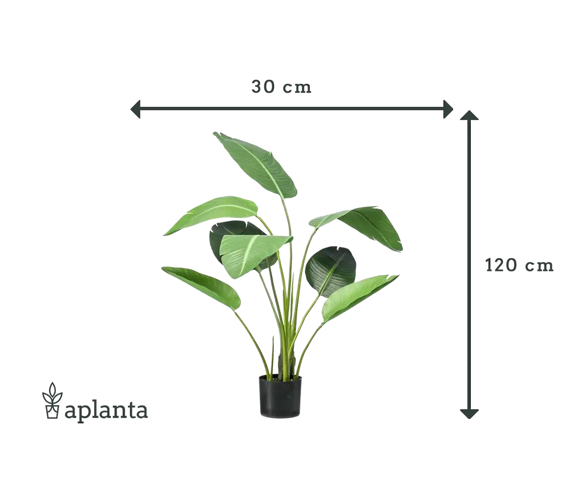 Künstliche Strelitzia - Carl | 120 cm