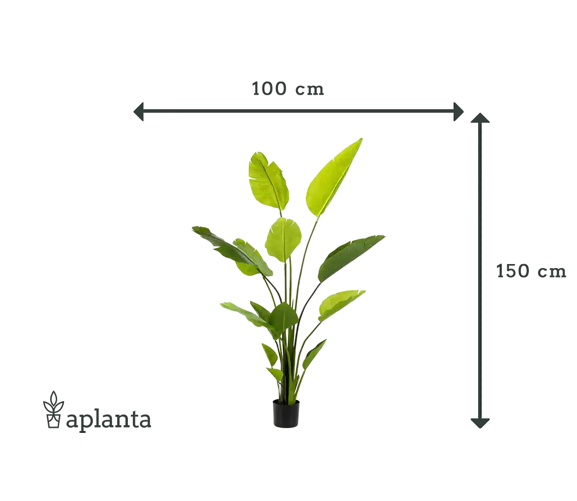 Künstliche Strelitzia - Colin | 150 cm