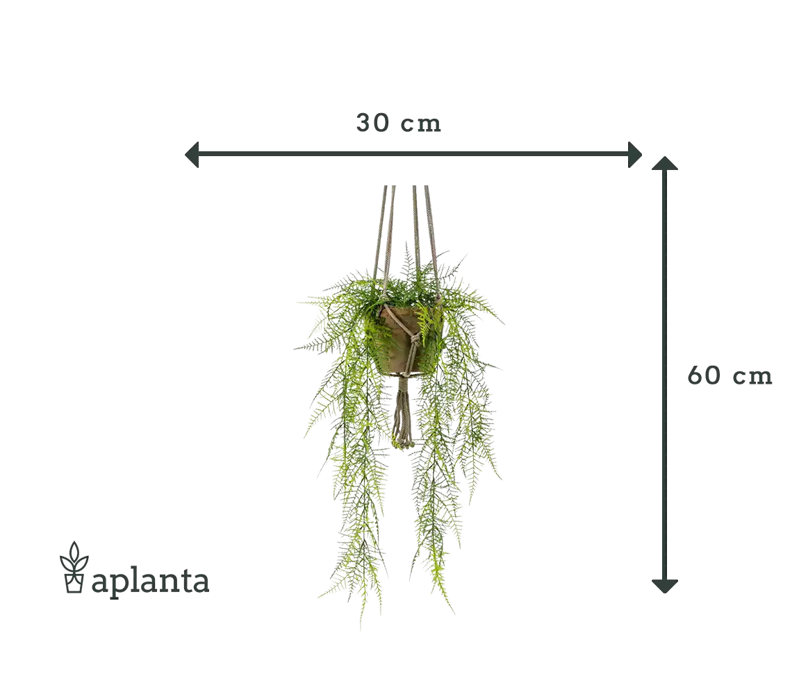 Sztuczne wiszące szparagi z piór - Jannis | 60 cm
