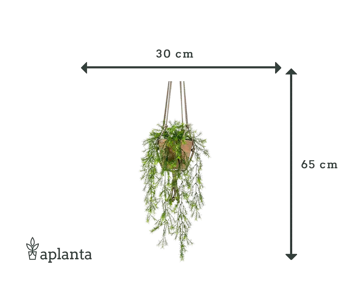 Sztuczne wiszące szparagi - Klaas | 65 cm